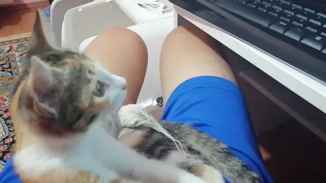 'Video thumbnail for Kitten watching Bojack Horseman'