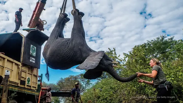 'Video thumbnail for Wildlife charity faces potential lawsuit over deaths linked to elephant relocation'