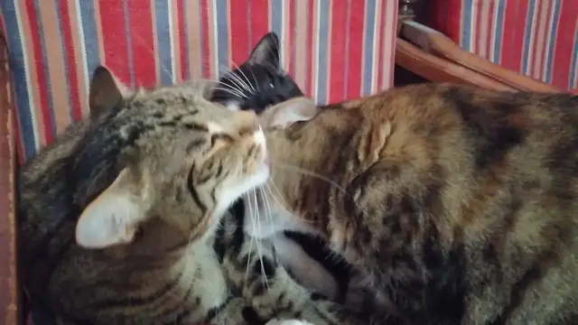 'Video thumbnail for Mother cat and two brothers licking each other :)'