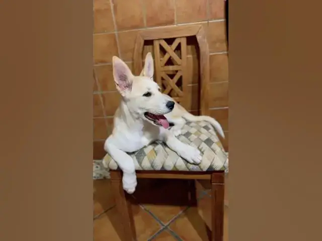'Video thumbnail for She drive you crazy but you love her ! Rescue dogs #animalrescue'