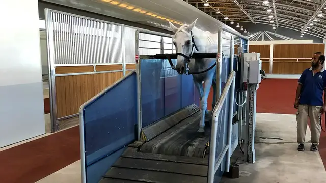 'Video thumbnail for Meet Award-Winning Arabians in Qatar'