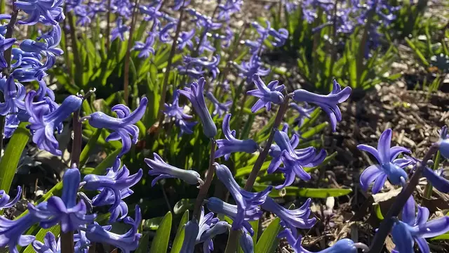 'Video thumbnail for Spring has Sprung! Best Places to View Wildflowers'