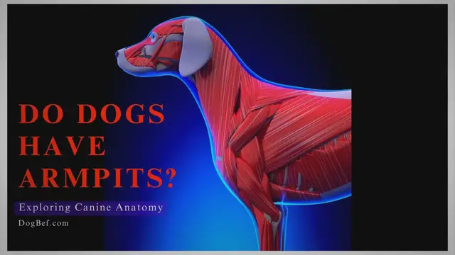 'Video thumbnail for Unleashing the Truth: Exploring Canine Anatomy and the Debate Over Dog Armpits'
