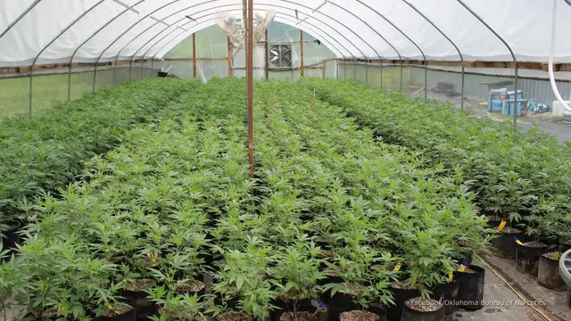 'Video thumbnail for US to ban farmland sales to China as Chinese-backed marijuana grows'