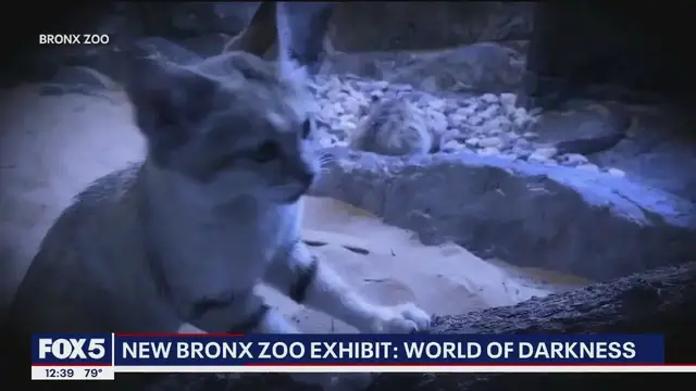 'Video thumbnail for Bronx Zoo's World of Darkness exhibit'