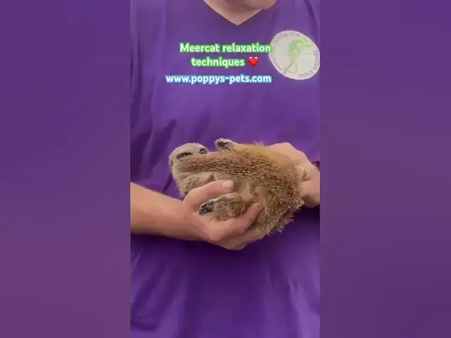 'Video thumbnail for Meerkat loves to people watch! #meerkat National Centre for Reptile Welfare'