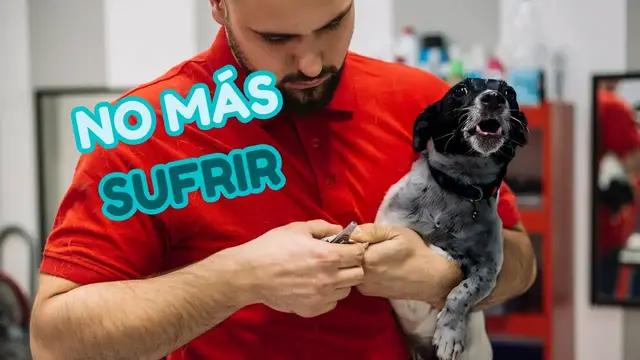 'Video thumbnail for 馃悤 Unboxing cortau帽as el茅ctrico para perros'