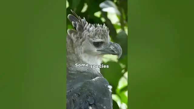 'Video thumbnail for Do eagles inspire you?'