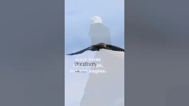 'Video thumbnail for Do eagles inspire you?'