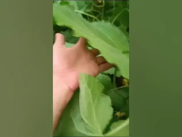 'Video thumbnail for # مجموعة المناصير نتائج تجارب المخصب المعدني الترا رش ورقي على نبات الخيار للطلب Drzyogo.com'
