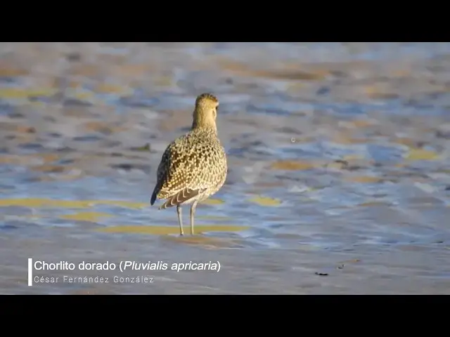 'Video thumbnail for Chorlito dorado (Pluvialis apricaria)'