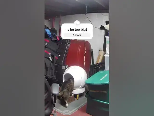 'Video thumbnail for The big guy uses the litter box'