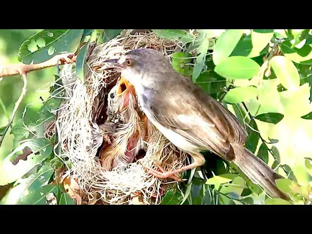 'Video thumbnail for In field at filed, wild forest bird cries feed foood'