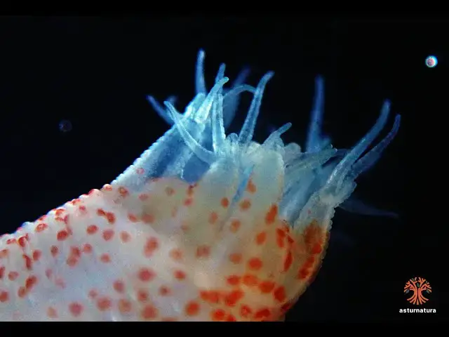 'Video thumbnail for Labidoplax digitata'