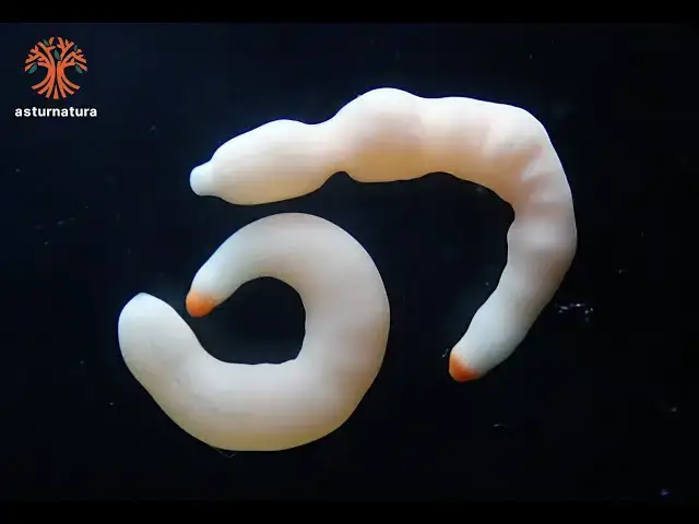 'Video thumbnail for Fecampia erythrocephala'