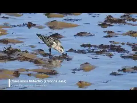 'Video thumbnail for Correlimos tridáctilo (Calidris alba)'