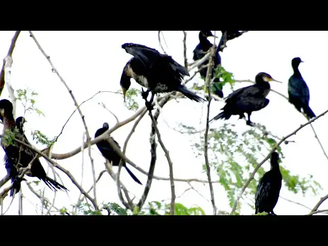 'Video thumbnail for Top bird nest in here, Nest white bird babie'