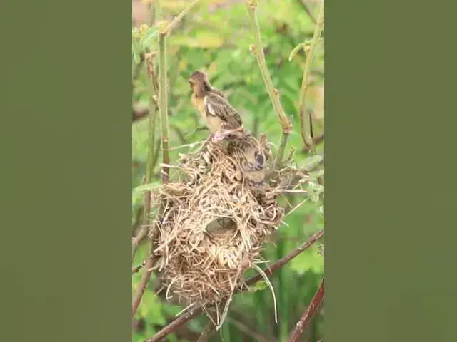 'Video thumbnail for Mother bird feed on nest #birds #shorts'