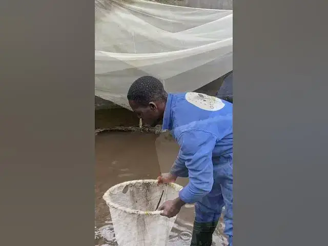 'Video thumbnail for Weighing Our Tilapia 1 Month After Placement | Otto's Farms 🐟#FishFarming #Tilapia #tilapiafarming'
