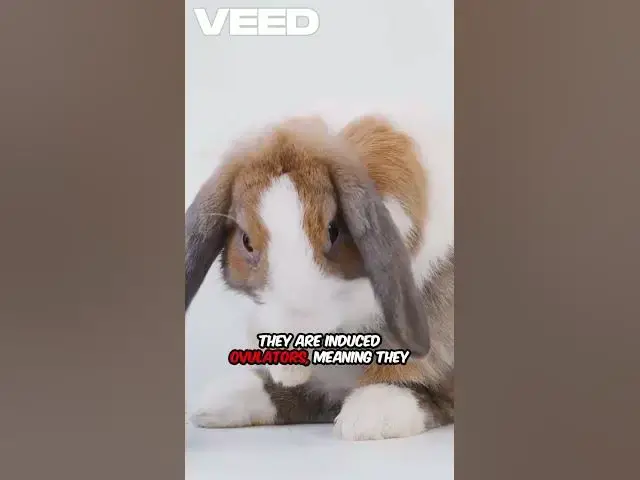 'Video thumbnail for falsely claiming that rabbits bleed like female #misleadinginformation #ignorance'