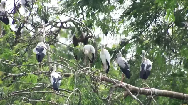 'Video thumbnail for Wild bird come back nest'