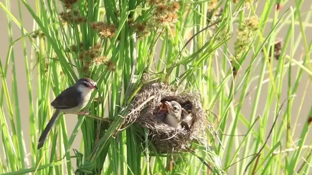 'Video thumbnail for Momy wild bird feed food to babie on nest'