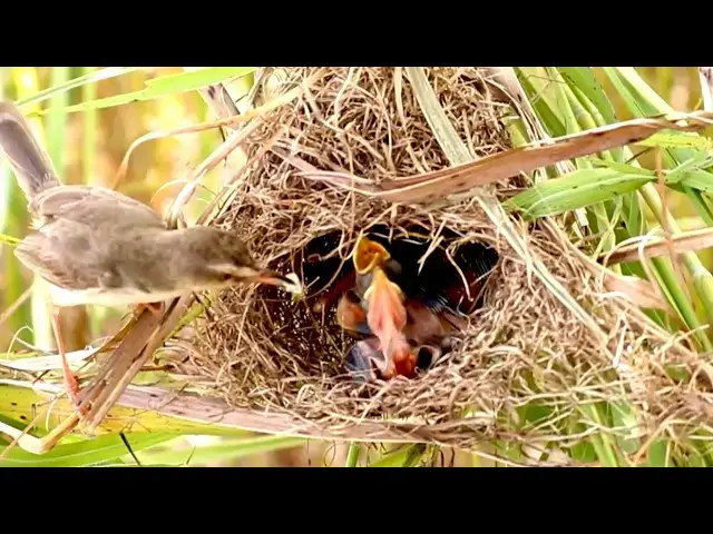 'Video thumbnail for mother bird catch grasshoper feed babies bird'