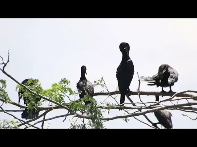 'Video thumbnail for The area of lake, black bird a lot at here'