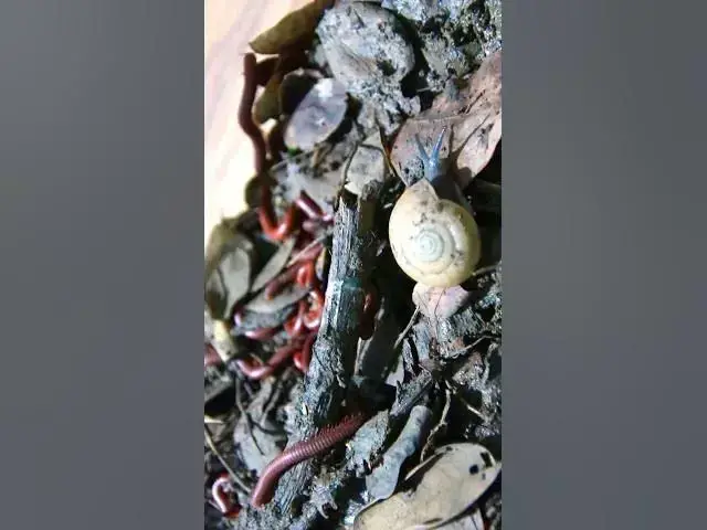 'Video thumbnail for Red Venomous'