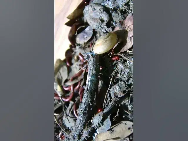 'Video thumbnail for Insect a lot with snail warking'