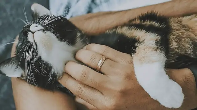 'Video thumbnail for Brave Teen Rescues Cat Thrown from Car on Busy Highway'
