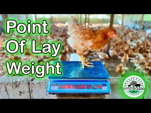'Video thumbnail for Growing to Lay: Weighing Our Chickens at Week 12 - Point of Lay | Otto's Farms 🐔📊'