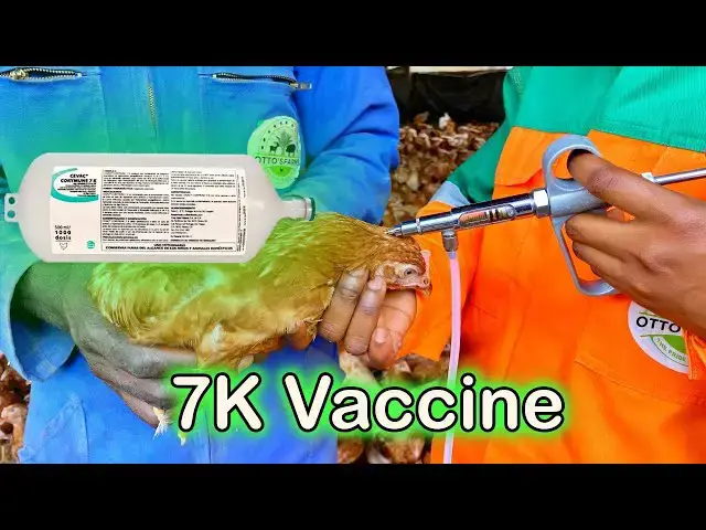 'Video thumbnail for "Vaccinating Our Layers: Understanding the 3-in-1 CEVAC® CORYMUNE 7K Vaccine | Otto's Farms 🐔💉"'