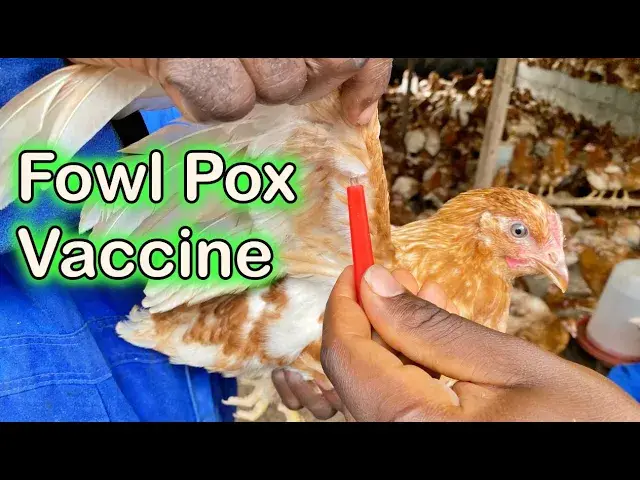 'Video thumbnail for Week 8 Fowl Pox Vaccine: VECTORMUNE® FP MG + AE Vaccine Administered | Otto's Farms'