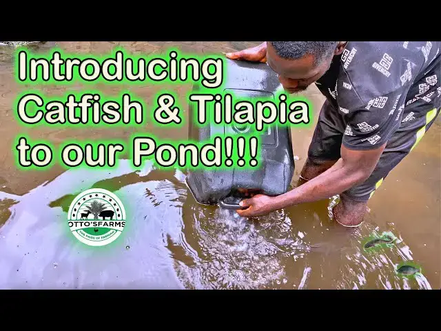 'Video thumbnail for Introducing Catfish and Tilapia to Our Pond at Otto's Farms! 馃悷馃尶"'