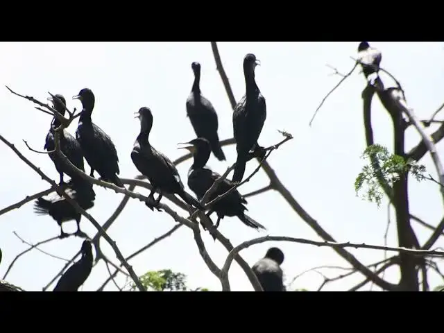 'Video thumbnail for The area of lake, black bird a lot 3'