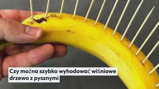 'Video thumbnail for Jak wyhodować wiśniowe drzewo w krótkim czasie: będziesz miał soczyste owoce'