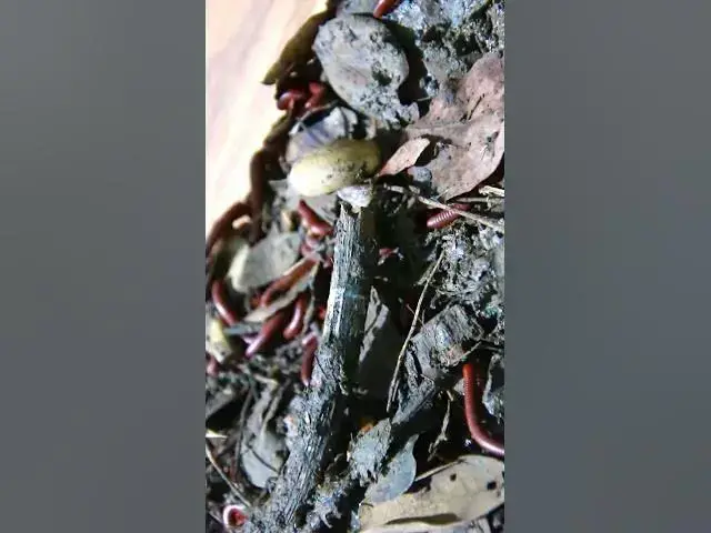 'Video thumbnail for snail Red Venomous Centipede'