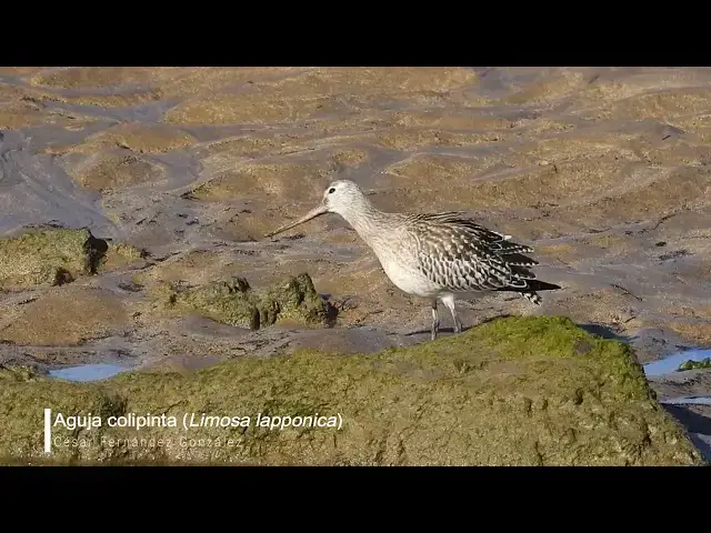 'Video thumbnail for Aguja colipinta (Limosa lapponica)'