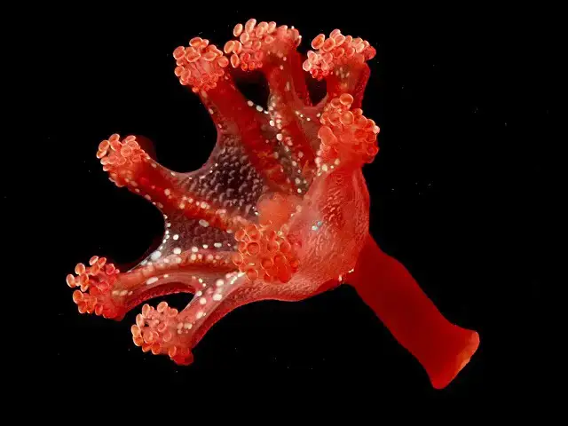 'Video thumbnail for Calvadosia campanulata'