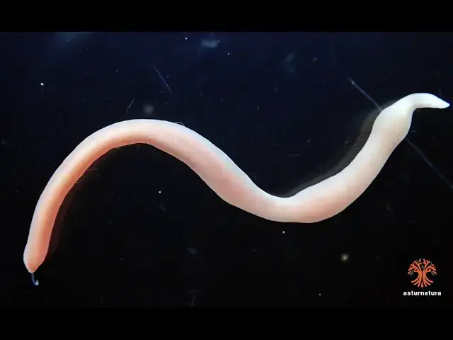 'Video thumbnail for Cerebratulus roseus'