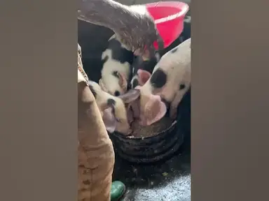 'Video thumbnail for How we feed our pigs #shorts'