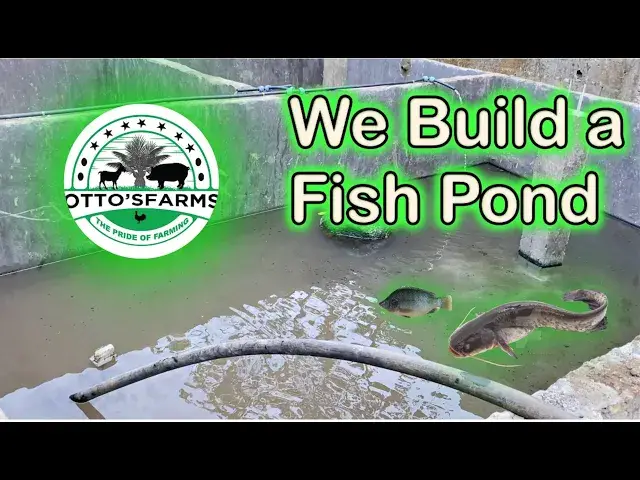 'Video thumbnail for Building a 6000-Capacity Fish Pond for Catfish and Tilapia at Otto's Farms! 🐟🌿'
