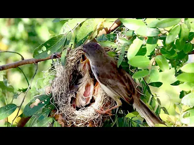 'Video thumbnail for In nest, Babie are cring feed on nest'
