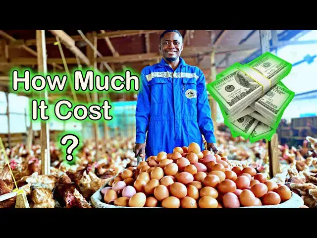 'Video thumbnail for Eggs at 16-Week! How Much MONEY We SPENT On Our 3000 Layers. Otto'sFarms 💰🐣'