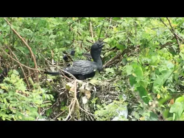 'Video thumbnail for Place of nest wild bird black here | black bird a lot'