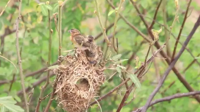 'Video thumbnail for mother wild golden bird sparrow feed babies on nest'