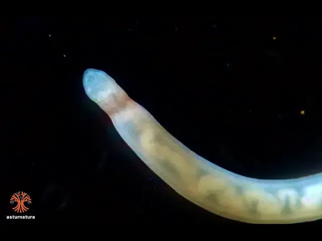 'Video thumbnail for Tetrastemma elongatum'