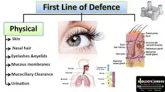 'Video thumbnail for Physical Barriers of Innate Immunity | Immunology | @biologyexams4u'