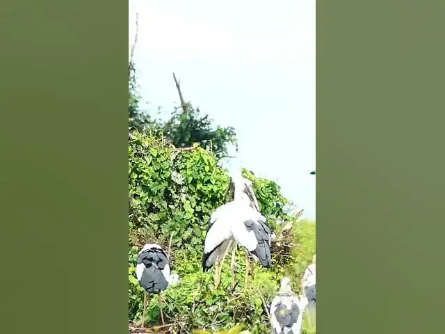 'Video thumbnail for Cucoko Amazing wild birds #viralbird #birds #birdsnest  #topbirds #Ttopnest #bird#$'